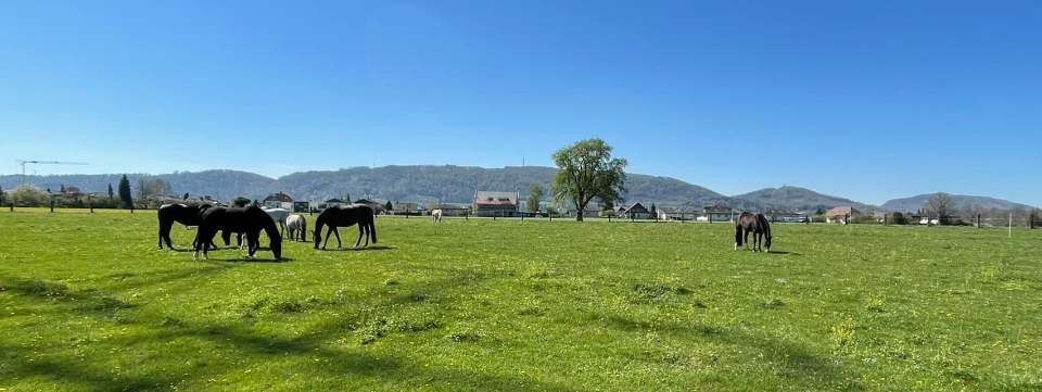 Pferde auf grüner Weide