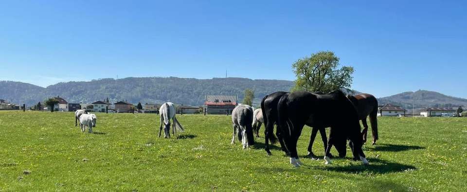 Pferde auf grüner Weide