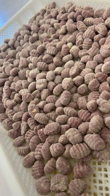 Gnocchi mit Tomatensoße, Basilikum und Parmesan auf einem weißen Teller, mit Brot, Tomaten, Gabel und Messer auf einem Holztisch.