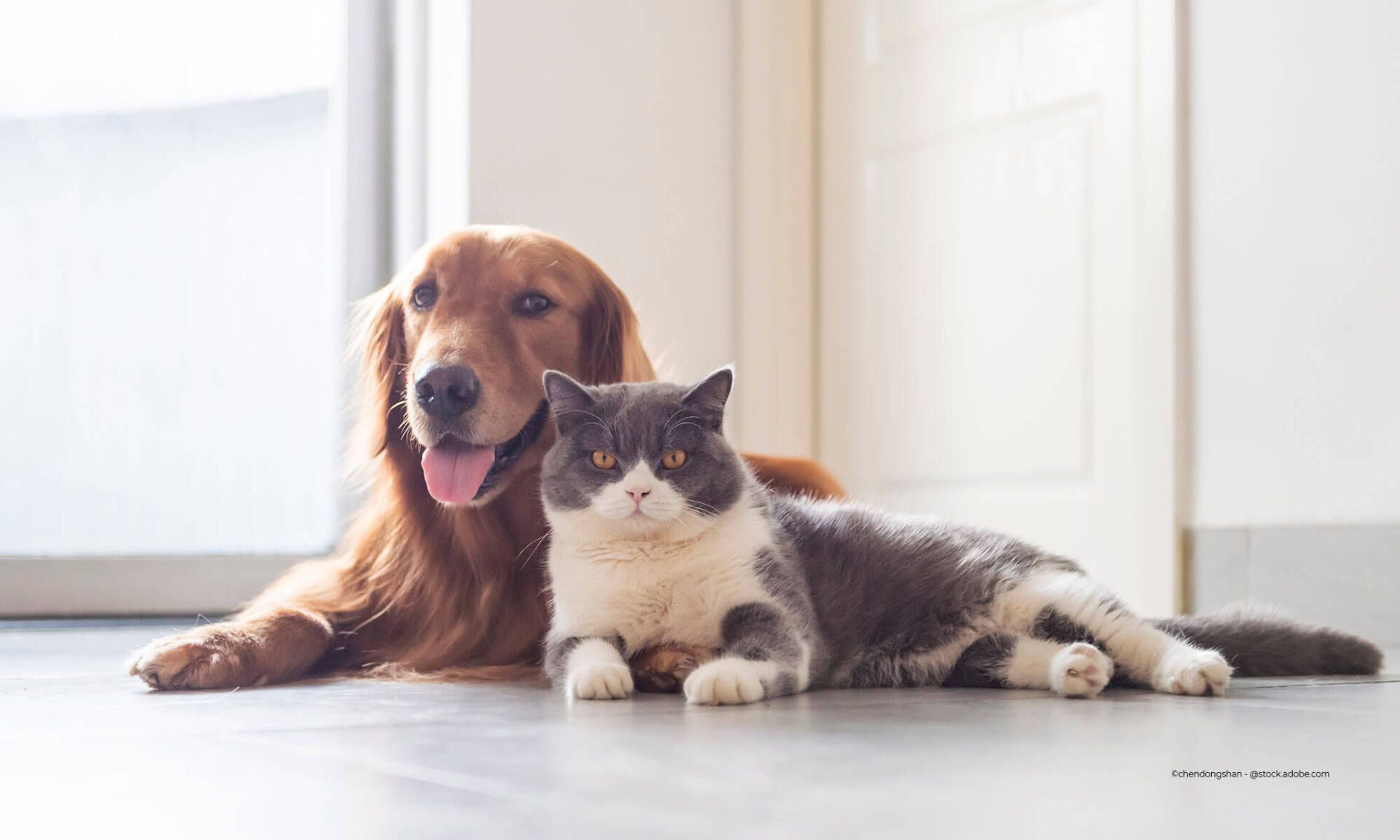 Hund und Katze auf Boden
