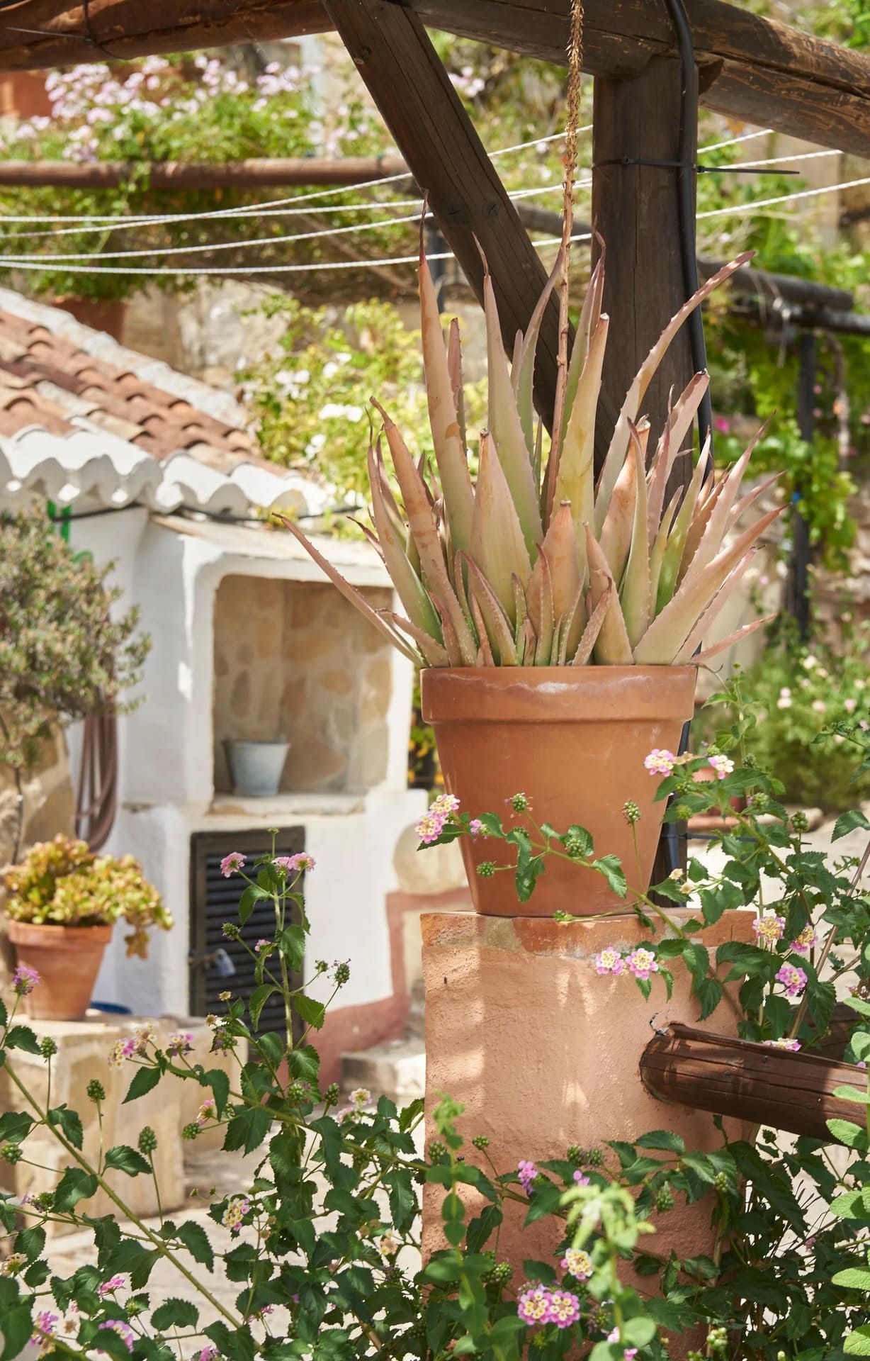 Planta de aloe vera en una maceta de terracota colgada sobre una estructura de madera; flores y un edificio blanco al fondo.