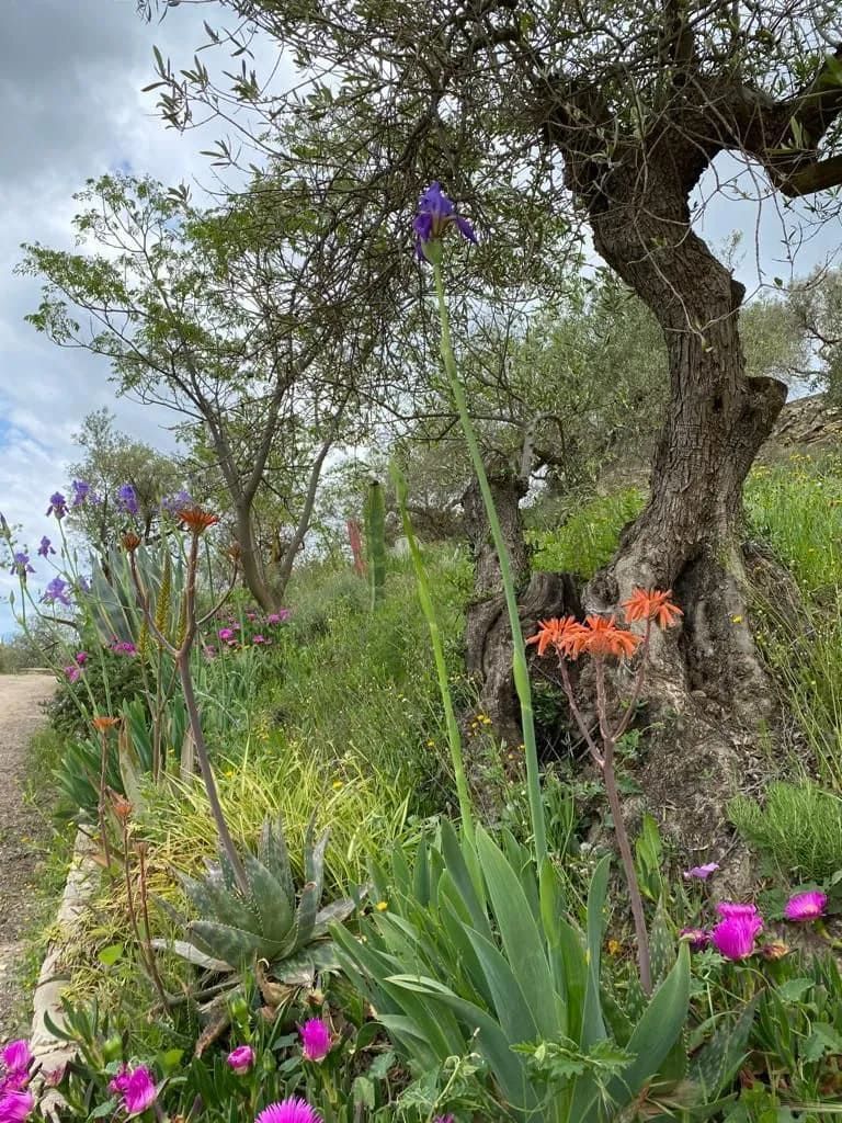 Un jardín vibrante con flores moradas, naranjas y rosas. Un árbol viejo domina la escena bajo un cielo nublado.