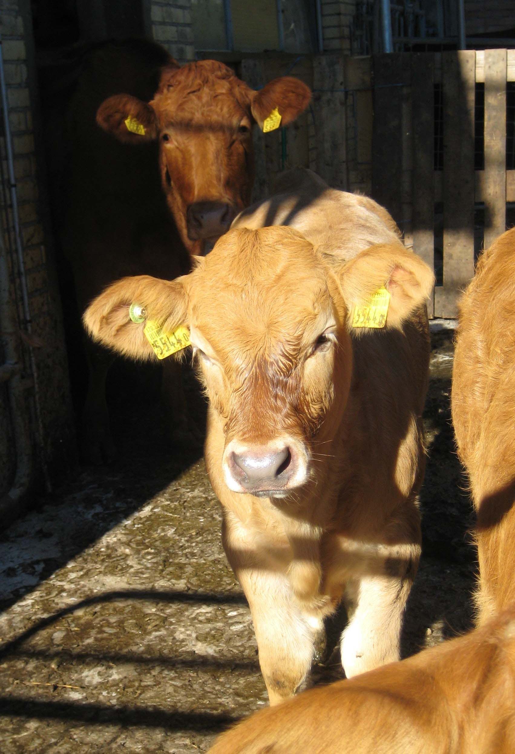 Kalb - Diräkt vom Niederstad - Alpnachstad