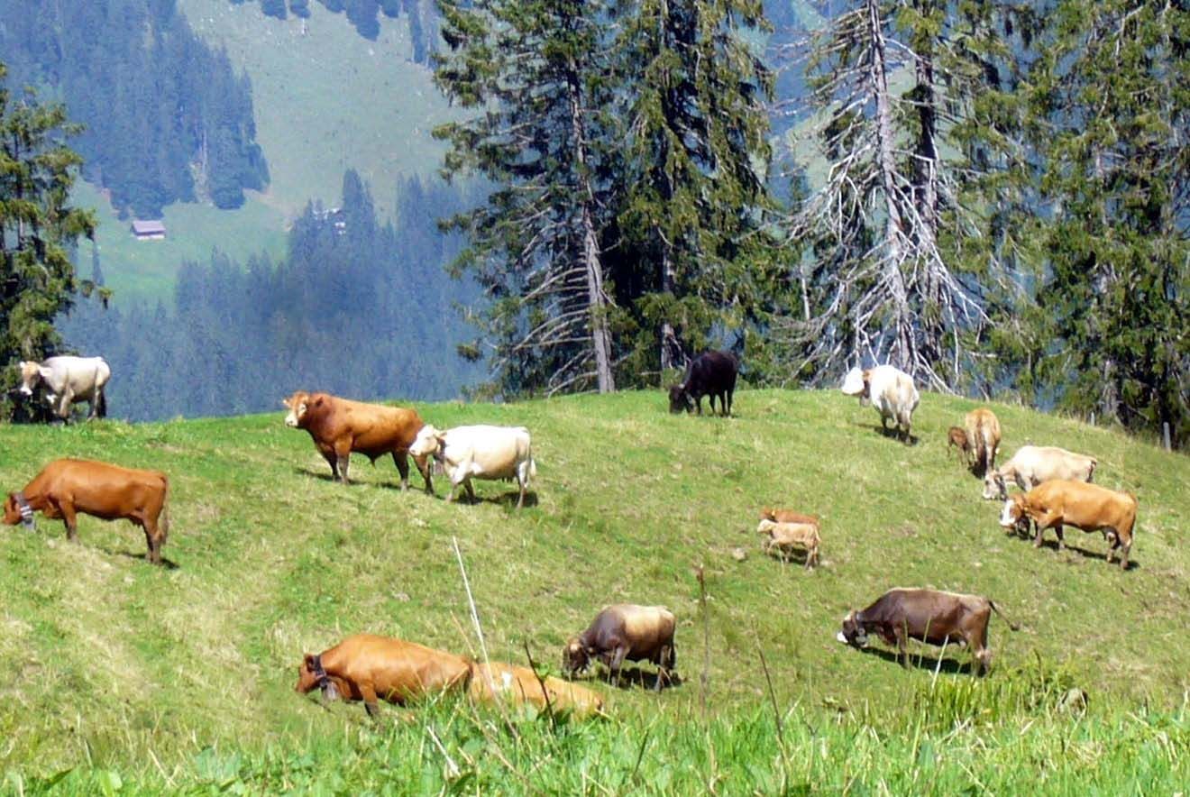 Landarbeit - Diräkt vom Niederstad - Alpnachstad