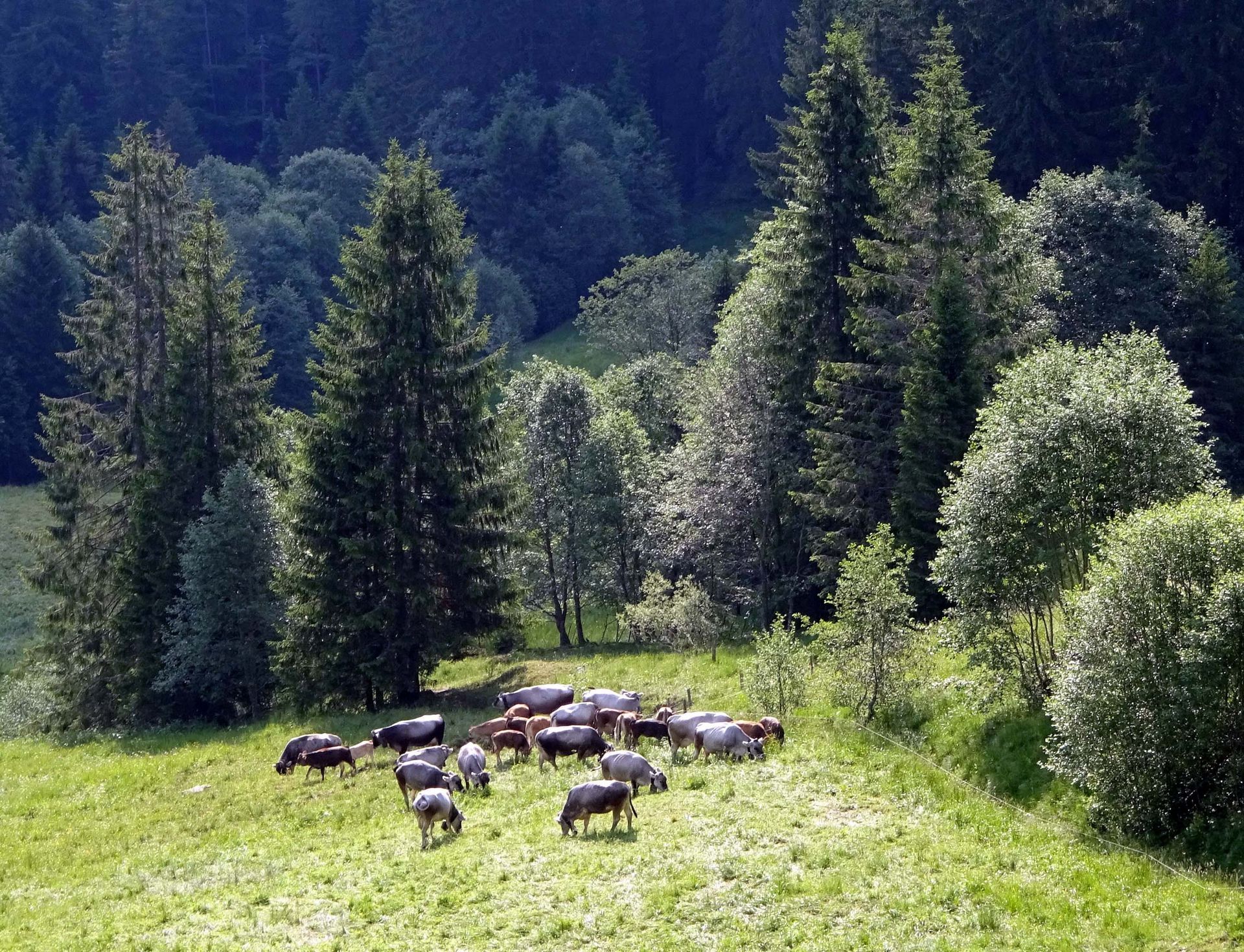Alpaufzug - Diräkt vom Niederstad - Alpnachstad