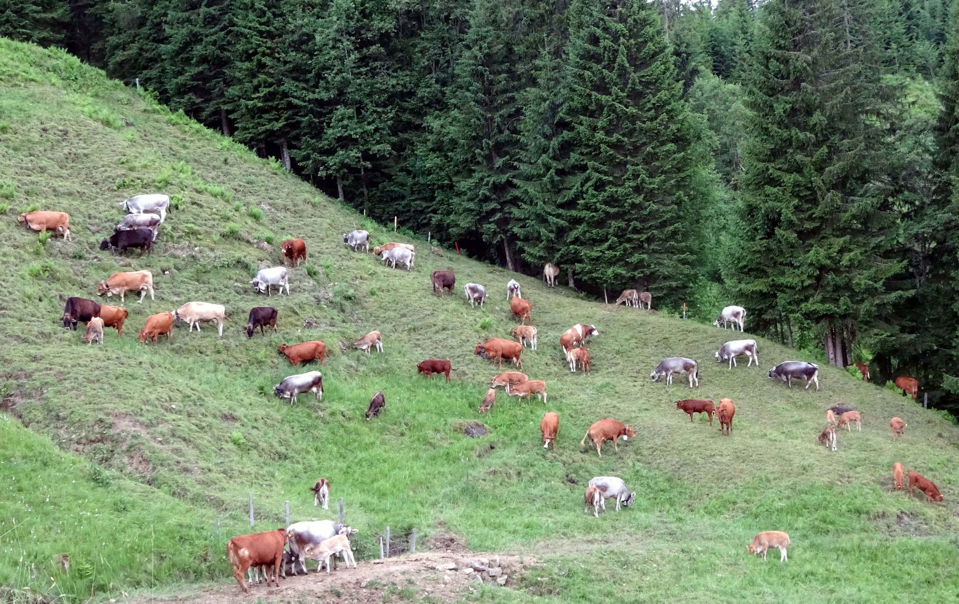 Kuhherde - Diräkt vom Niederstad - Alpnachstad