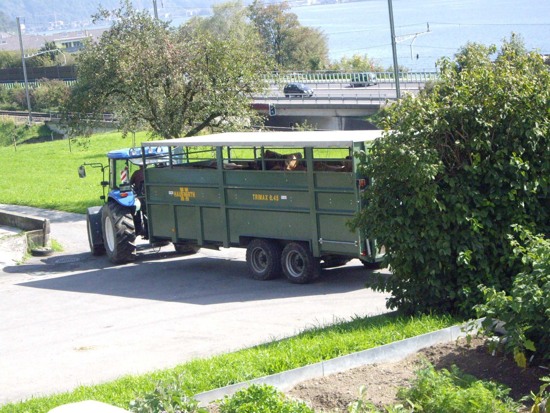 Viehtransport - Diräkt vom Niederstad - Alpnachstad