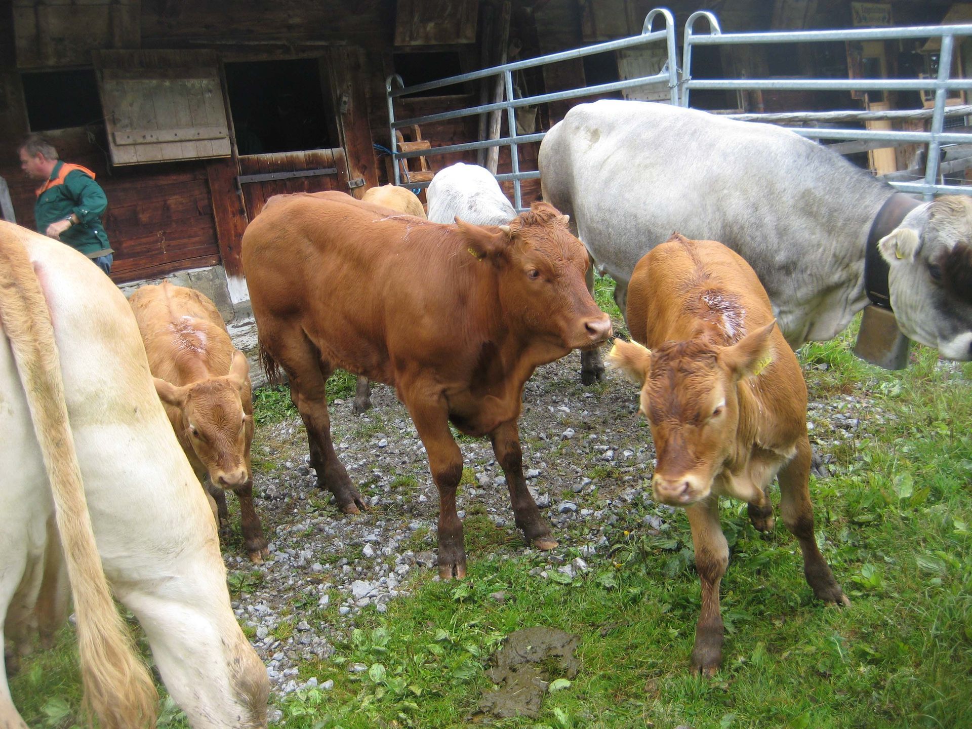 Alp - Diräkt vom Niederstad - Alpnachstad