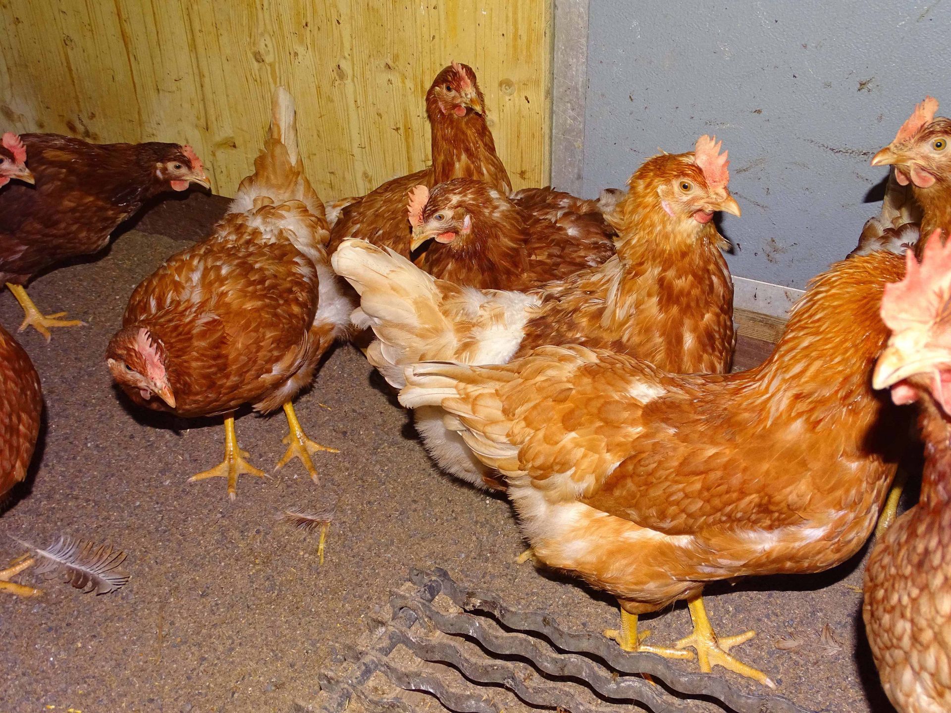 Hühner - Diräkt vom Niederstad - Alpnachstad