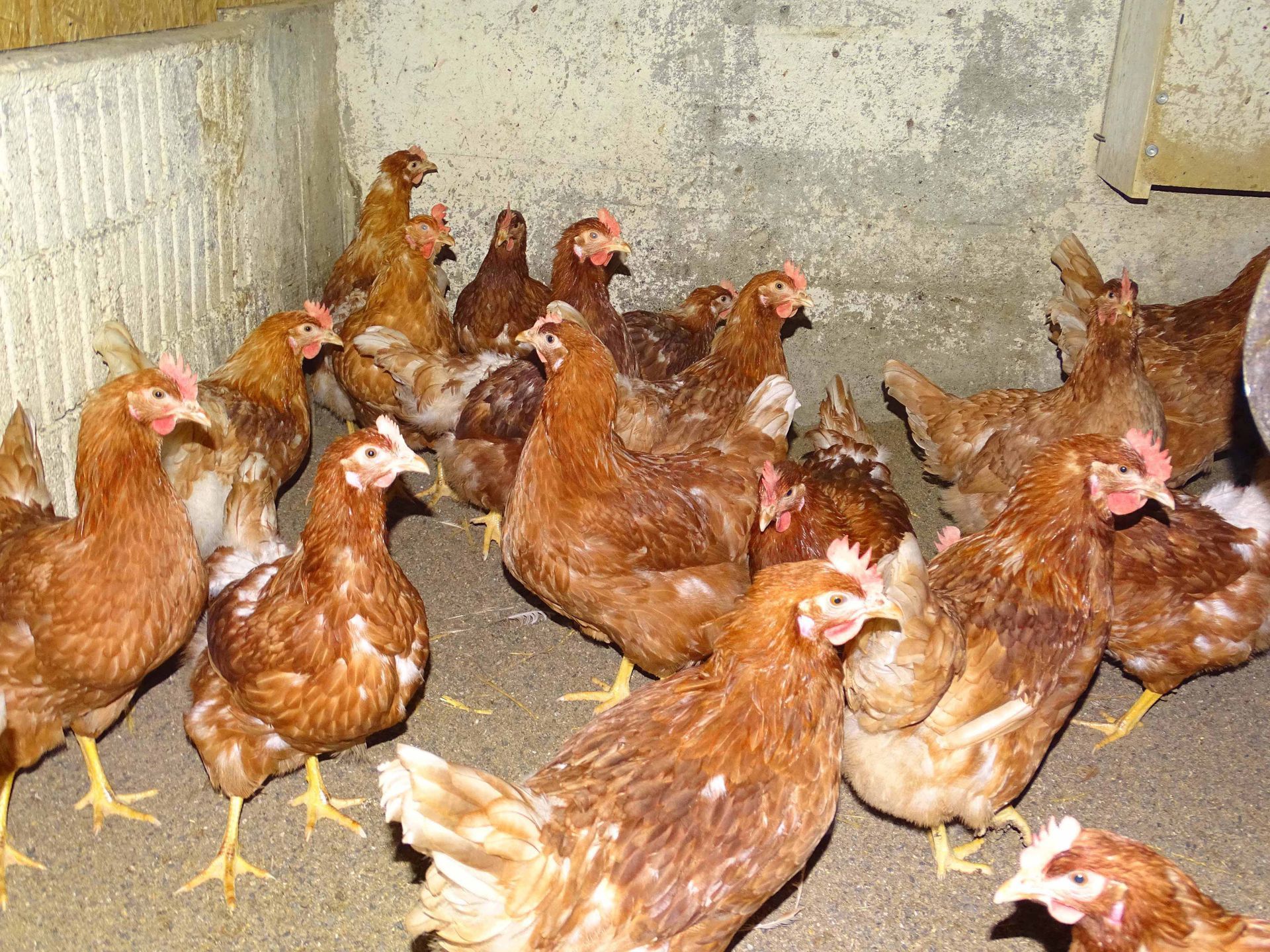 Chicken - Diräkt vom Niederstad - Alpnachstad