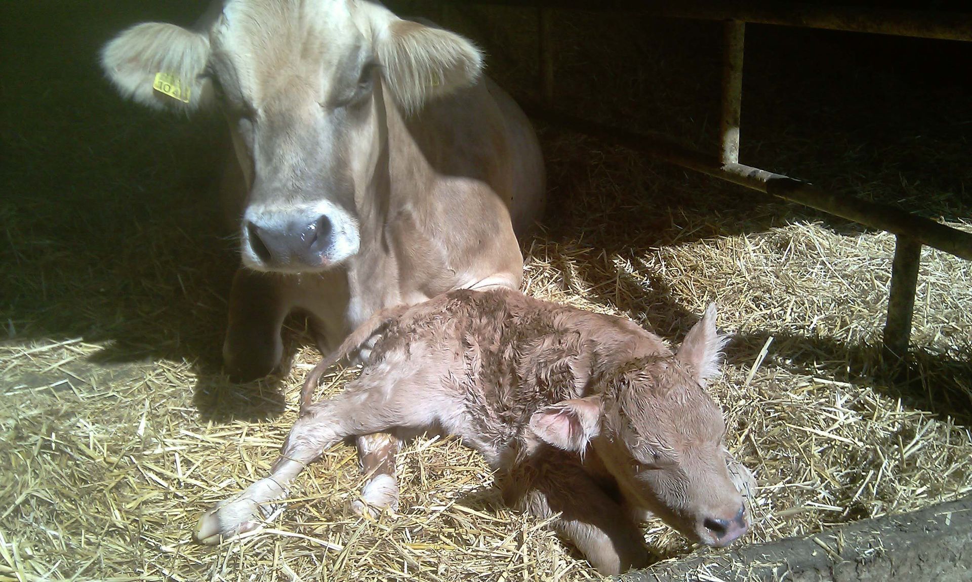 Kalb Geburt - Diräkt vom Niederstad - Alpnachstad