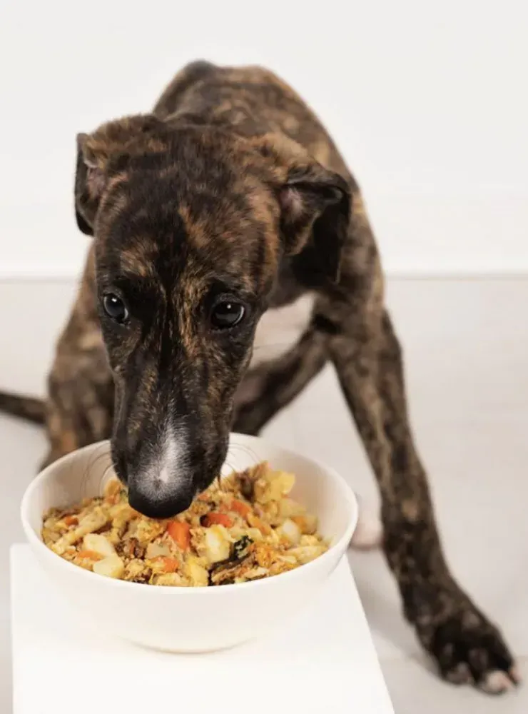 Un perro está comiendo comida de un recipiente blanco.