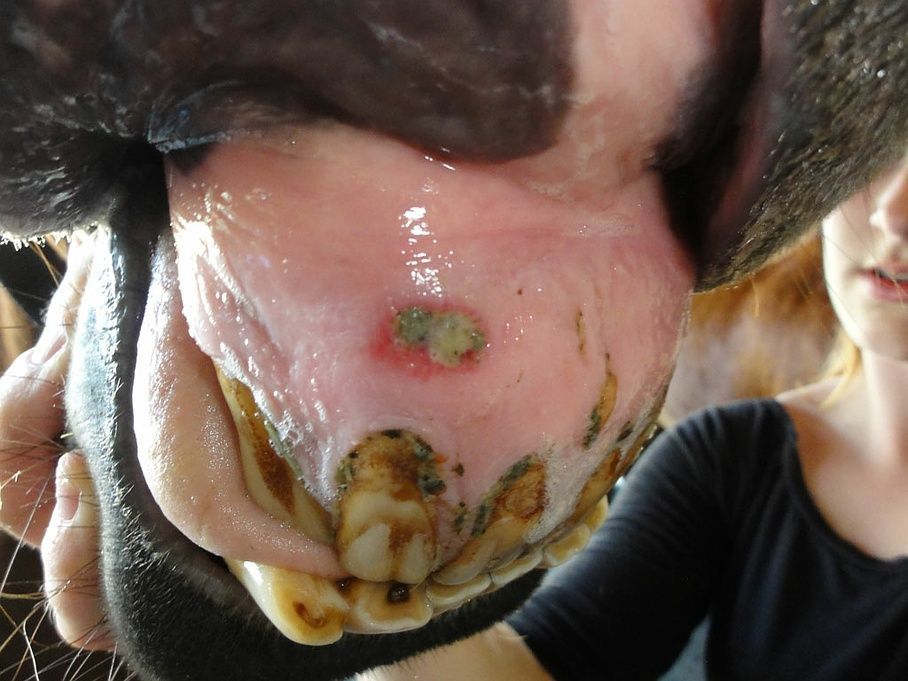 Leopold hat Zahnschmerzen - Tierarztpraxis Melusina - Utzenstorf