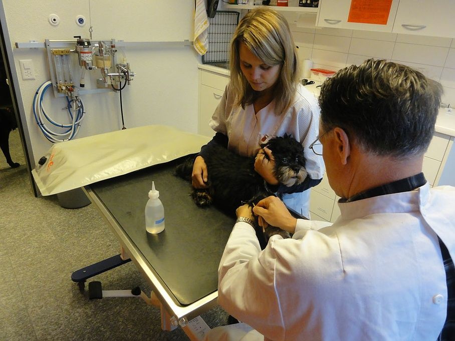 Kastration einer Hündin - Tierarztpraxis Melusina - Utzenstorf