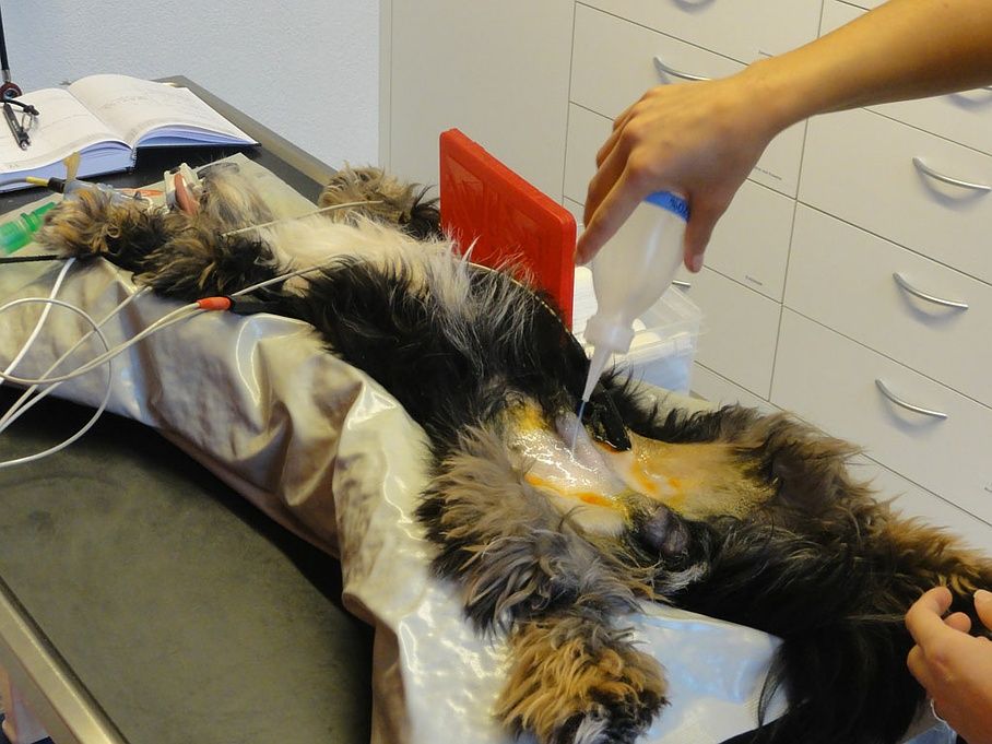 Kastration einer Hündin - Tierarztpraxis Melusina - Utzenstorf