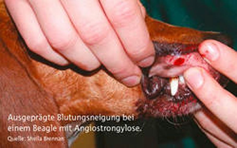 Achtung Lungenwürmer - Tierarztpraxis Melusina - Utzenstorf