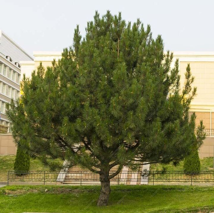 Un gran pino frente a un edificio