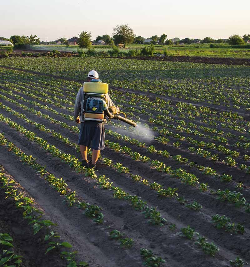 Un hombre está rociando un campo de plantas con un rociador de mochila.