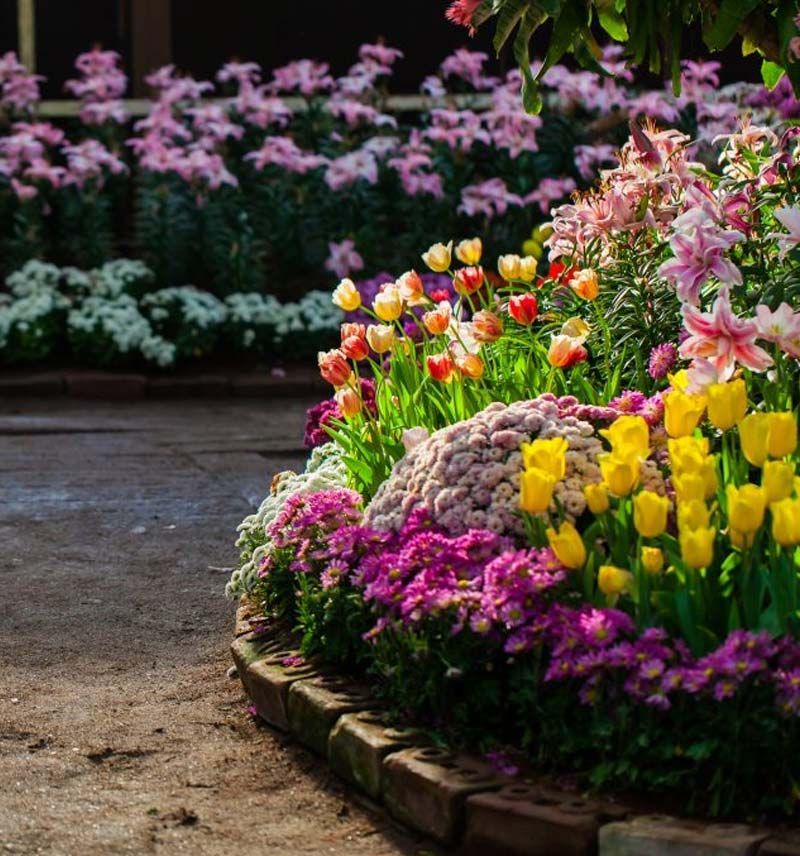 Hay muchos tipos diferentes de flores en este jardín.