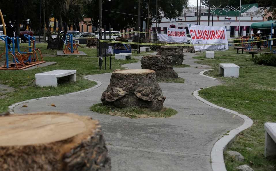 Un parque con muchos tocones de árboles.
