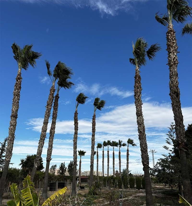 Una hilera de palmeras contra un cielo azul