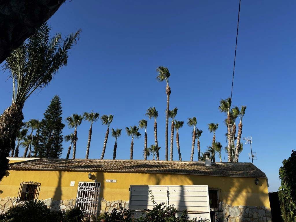 Un edificio amarillo con palmeras en el techo