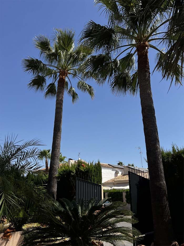 Dos palmeras frente a una casa en un día soleado