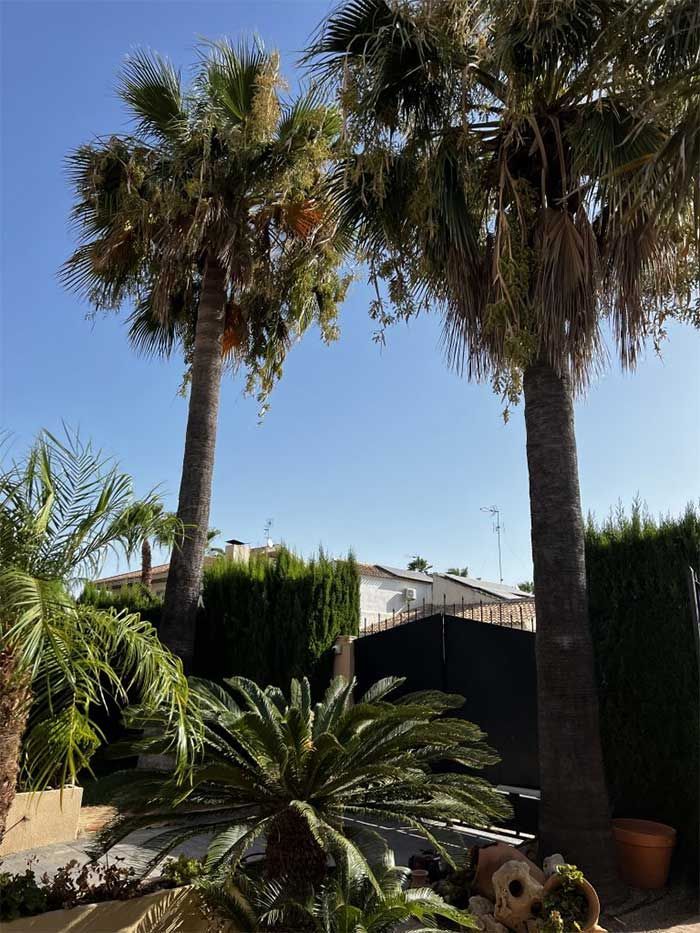 Un par de palmeras en un jardín con un cielo azul de fondo.