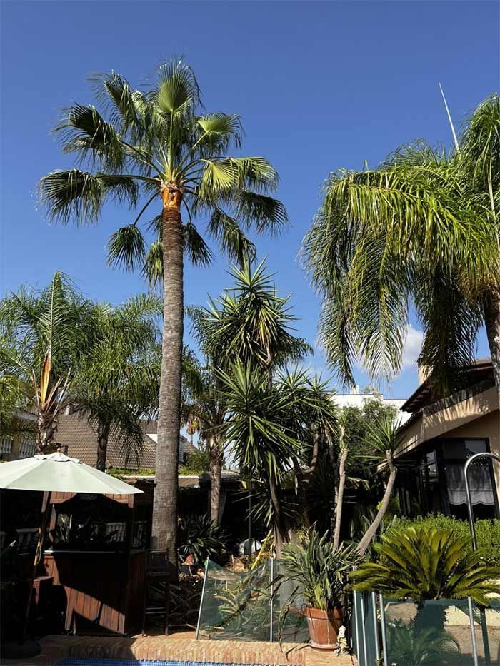 Una piscina rodeada de palmeras y sombrillas