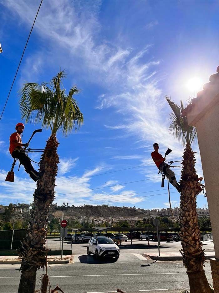 Dos hombres trepan a las palmeras en un día soleado.