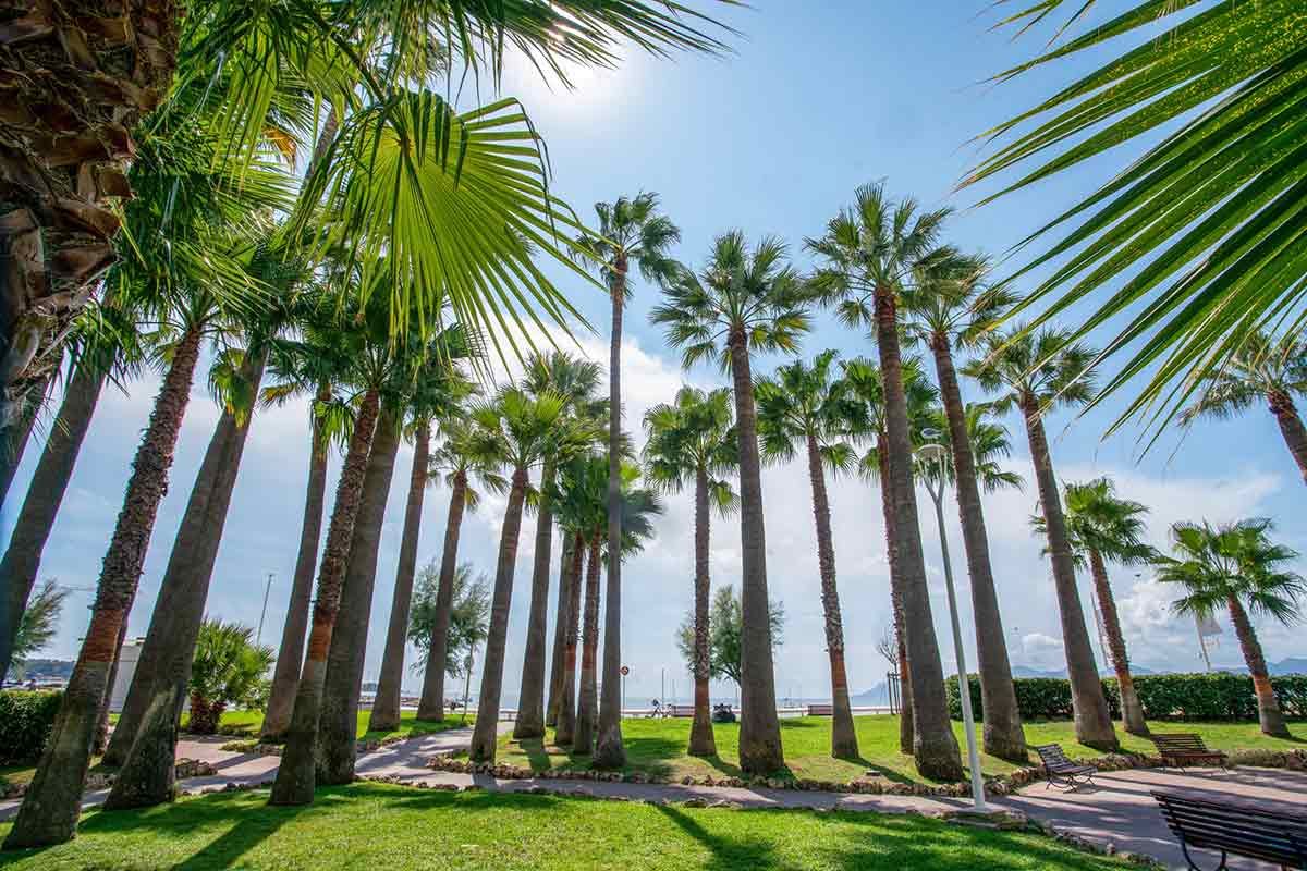 Una hilera de palmeras en un parque en un día soleado.
