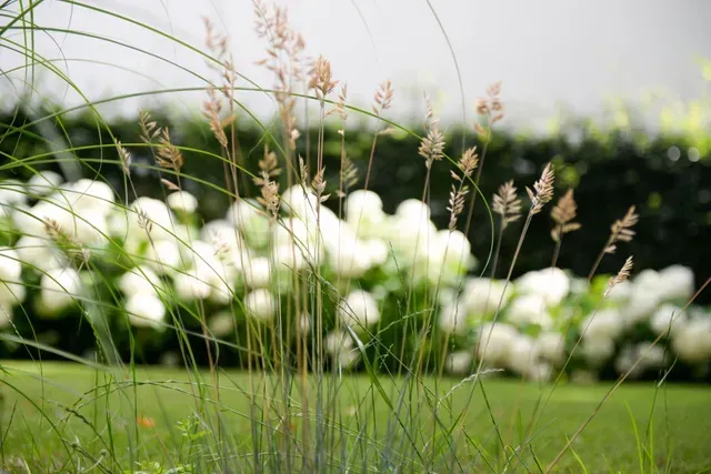 Ein verschwommenes Bild von hohem Gras und weißen Blumen in einem Garten.