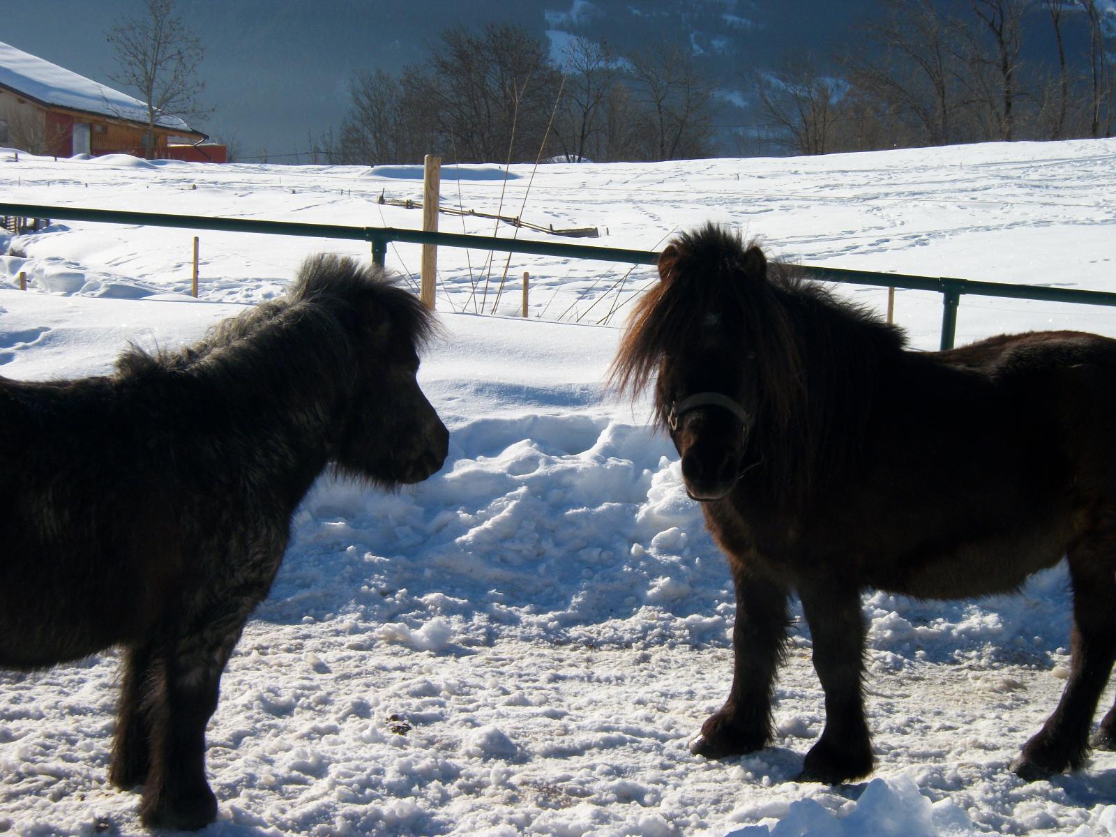 Les poneys Le Ranch de L'Ancolie en Savoie (73