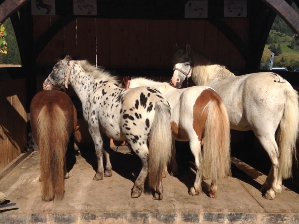 Nos poneys Le Ranch de L'Ancolie en Savoie (73