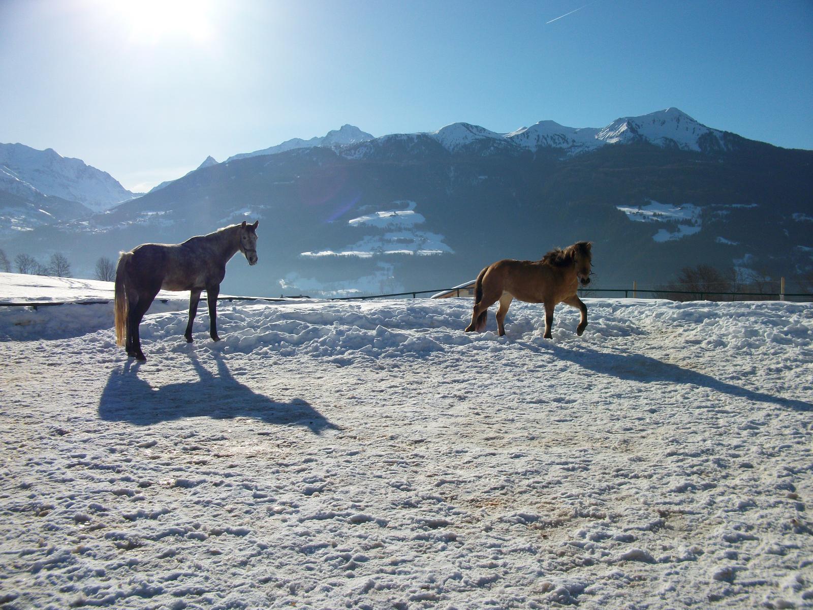 les chevaux sur la neige