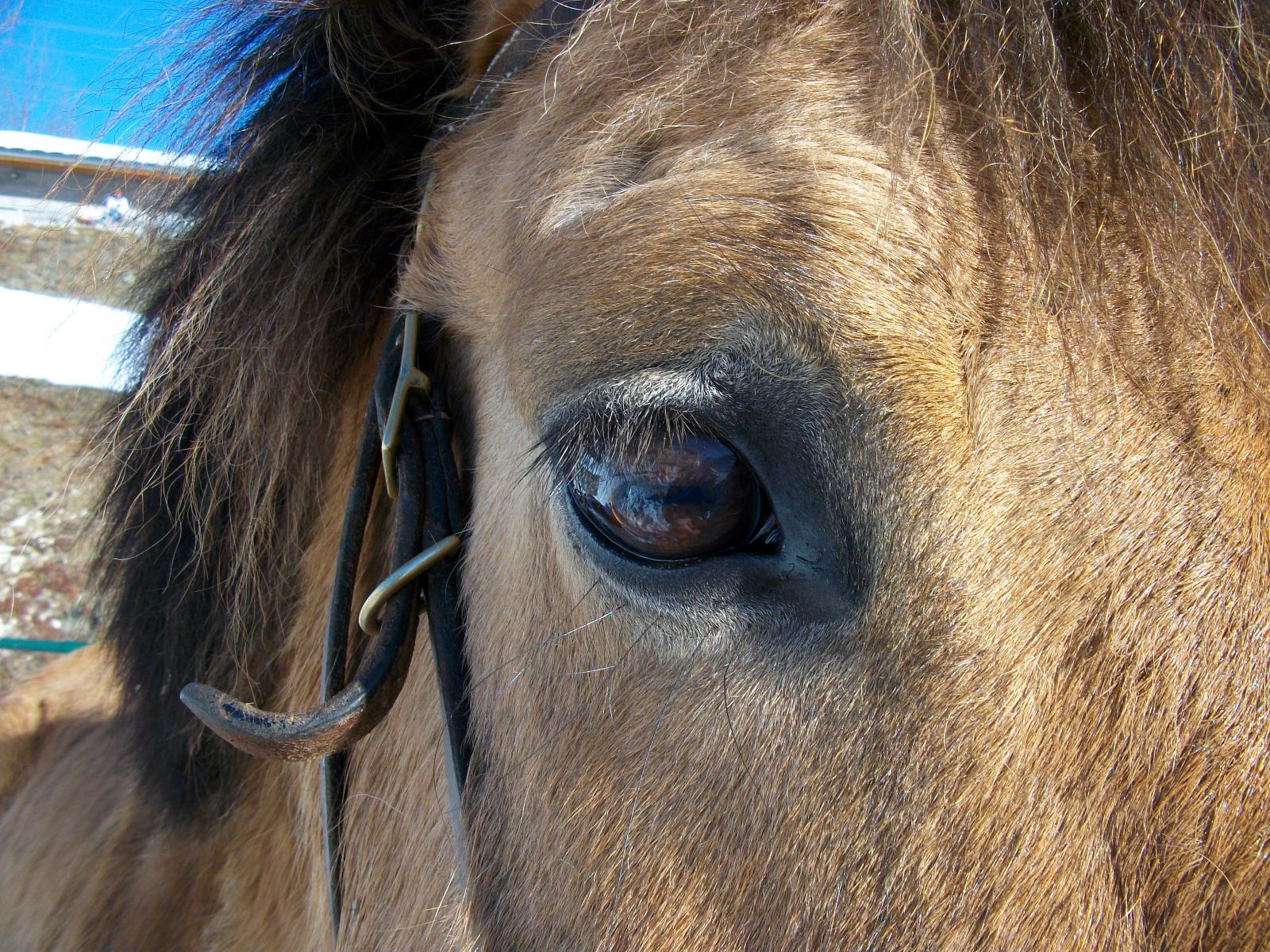 Nos chevaux au Ranch de L'Ancolie en Savoie (73)