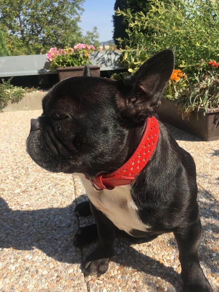 Halsband Hunde Leder