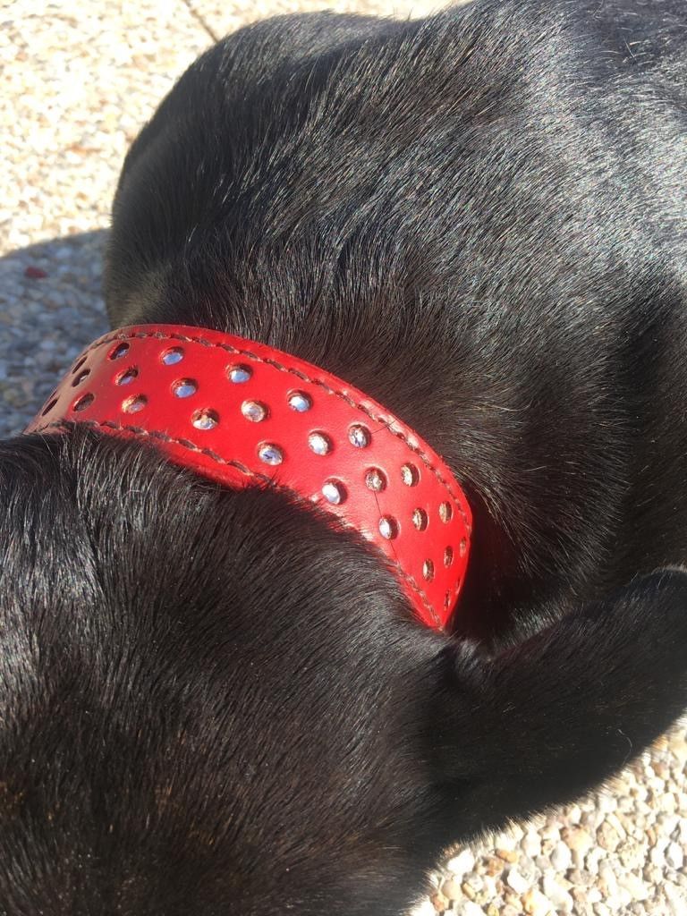 Halsband Hunde Leder auf Auftrag