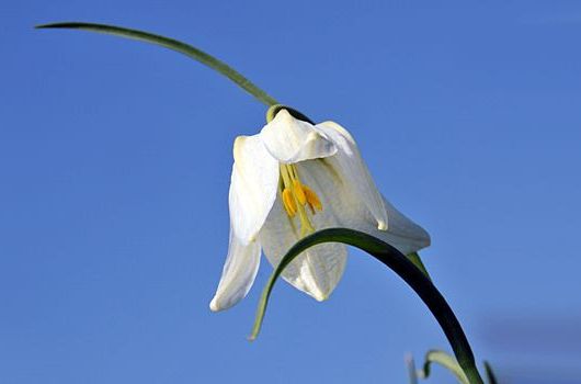 Dr. med. Helga D. Wilke
Psychotherapeutin 