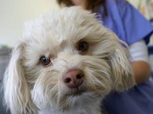 Kleintierpraxis Lyssbach GmbH