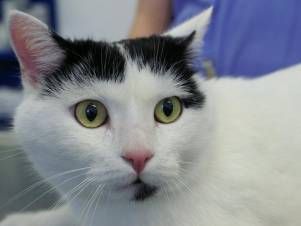 Kleintierpraxis Lyssbach GmbH