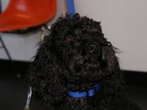 Kleintierpraxis Lyssbach GmbH