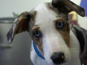 Kleintierpraxis Lyssbach GmbH