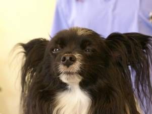 Kleintierpraxis Lyssbach GmbH