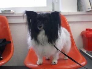 Kleintierpraxis Lyssbach GmbH