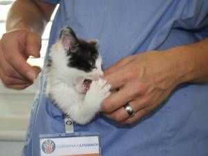 Kleintierpraxis Lyssbach GmbH