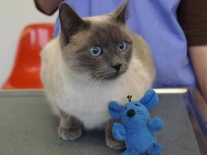 Kleintierpraxis Lyssbach GmbH