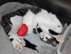 Kleintierpraxis Lyssbach GmbH