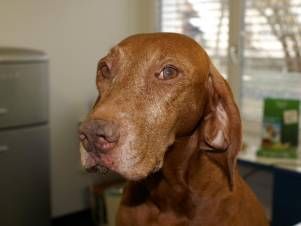 Kleintierpraxis Lyssbach GmbH