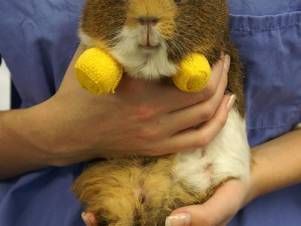 Kleintierpraxis Lyssbach GmbH